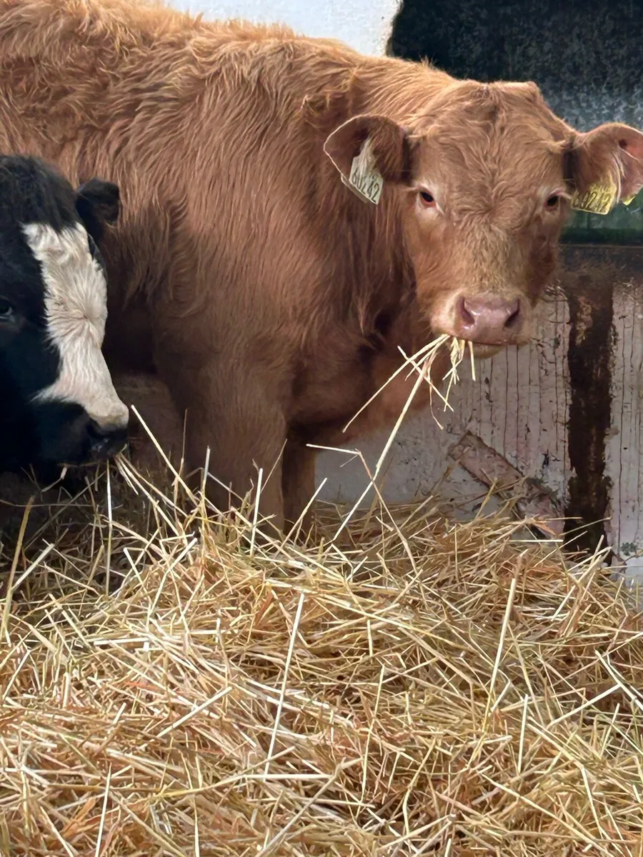 8 CONTINENTAL BULL WEANLINGS - Image 2