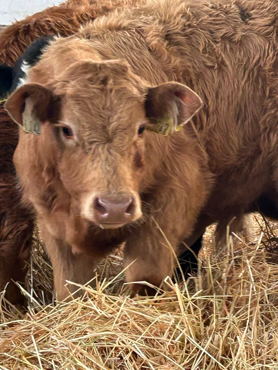 8 CONTINENTAL BULL WEANLINGS - Image 1
