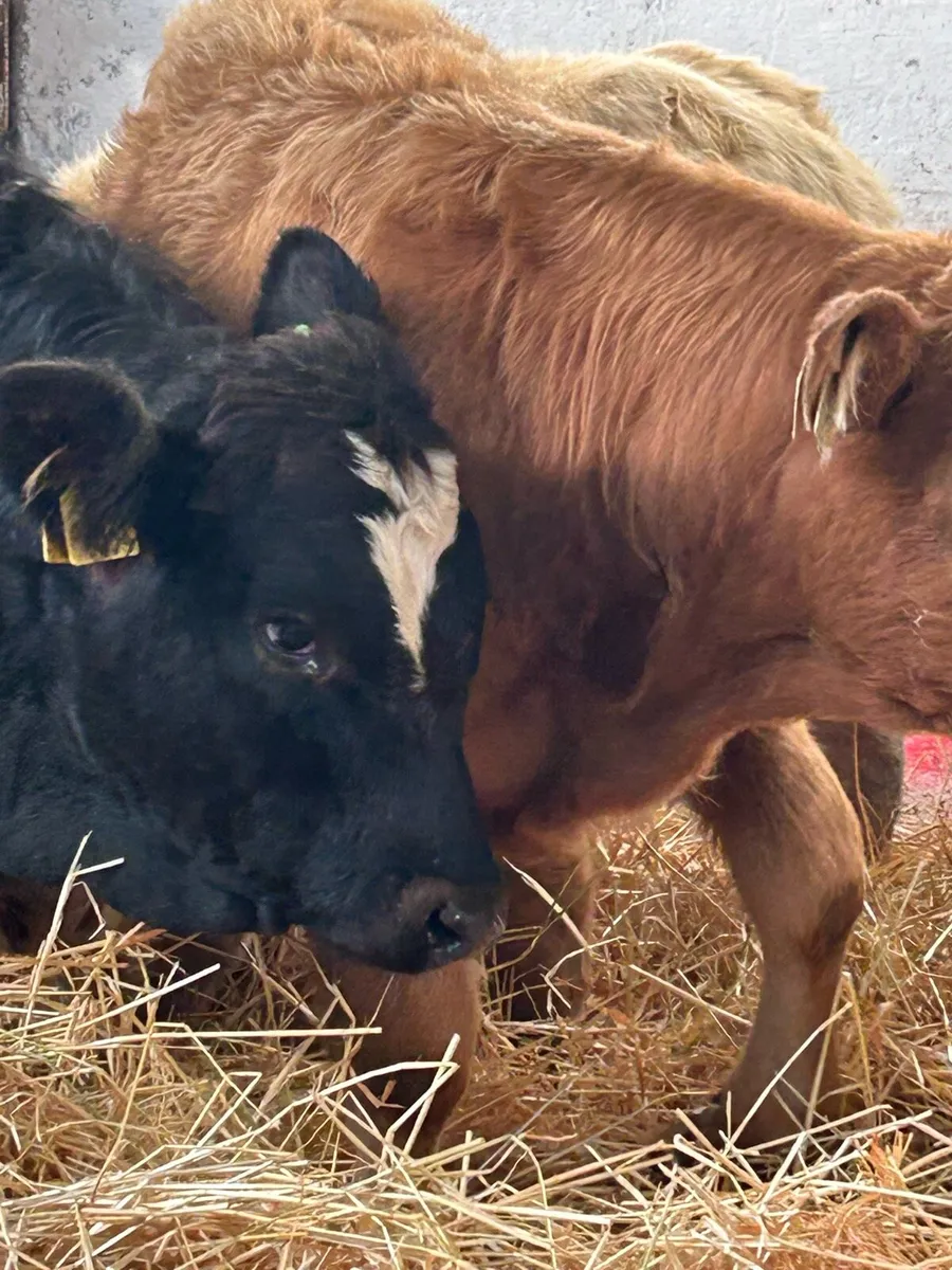 8 CONTINENTAL BULL WEANLINGS - Image 3