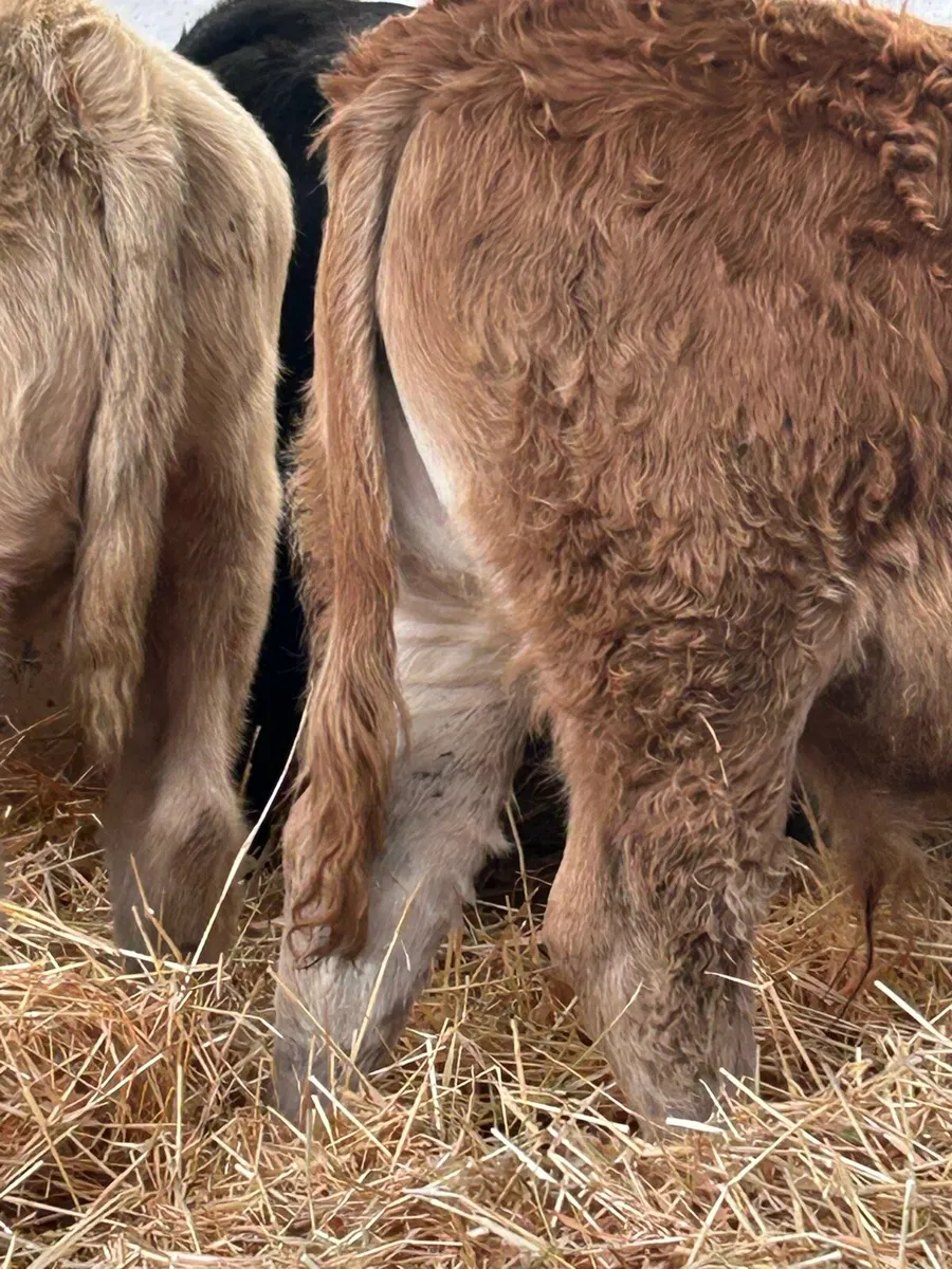 8 CONTINENTAL BULL WEANLINGS - Image 4