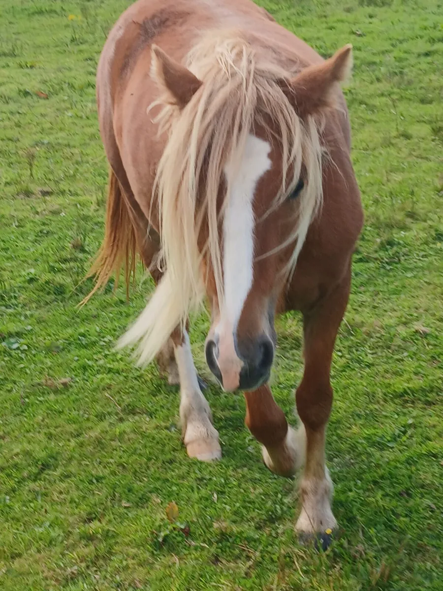 Halfbred filly rising 3yo. Will make 13.2hh - Image 1
