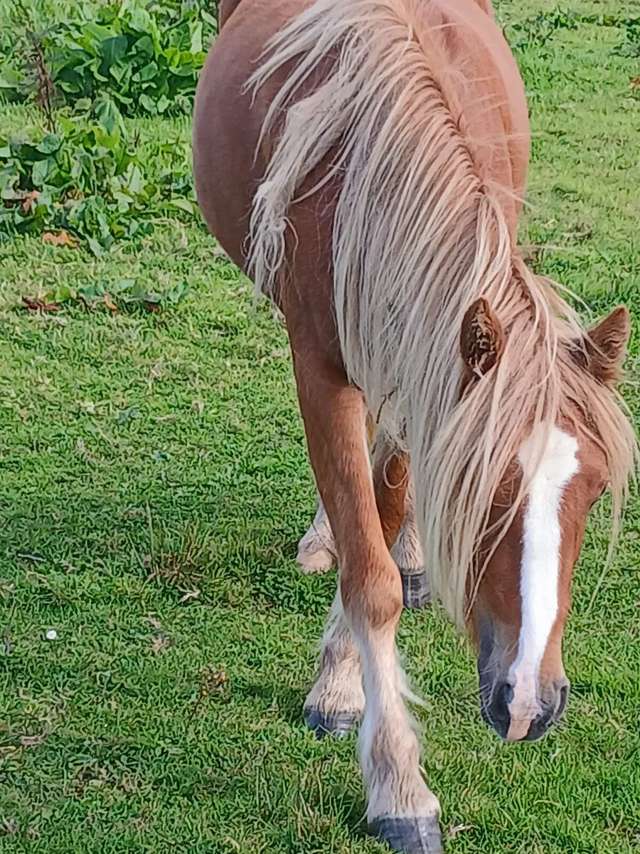 Halfbred filly rising 3yo. Will make 13.2hh - Image 4