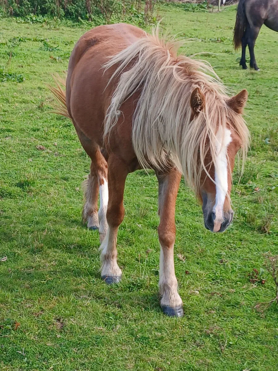 Halfbred filly rising 3yo. Will make 13.2hh - Image 2