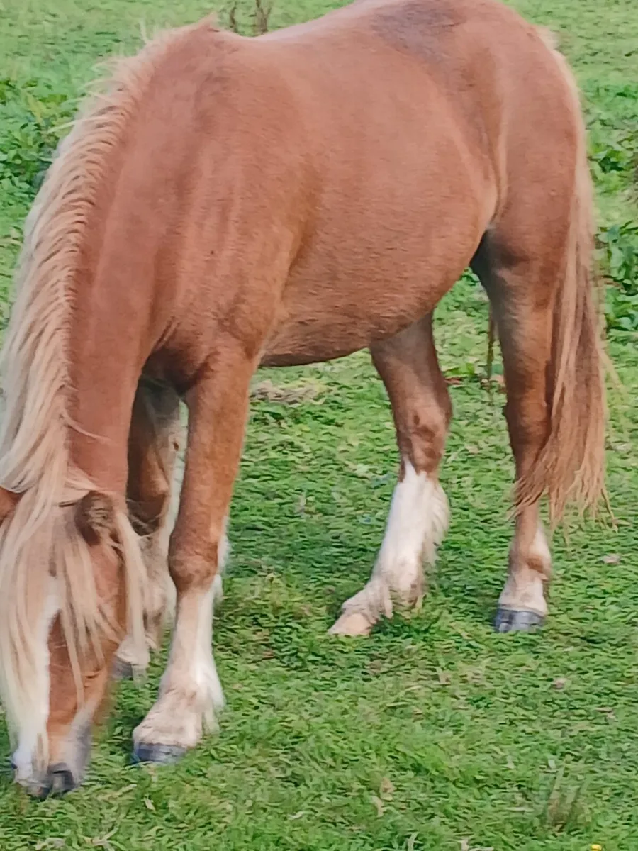 Halfbred filly rising 3yo. Will make 13.2hh - Image 3