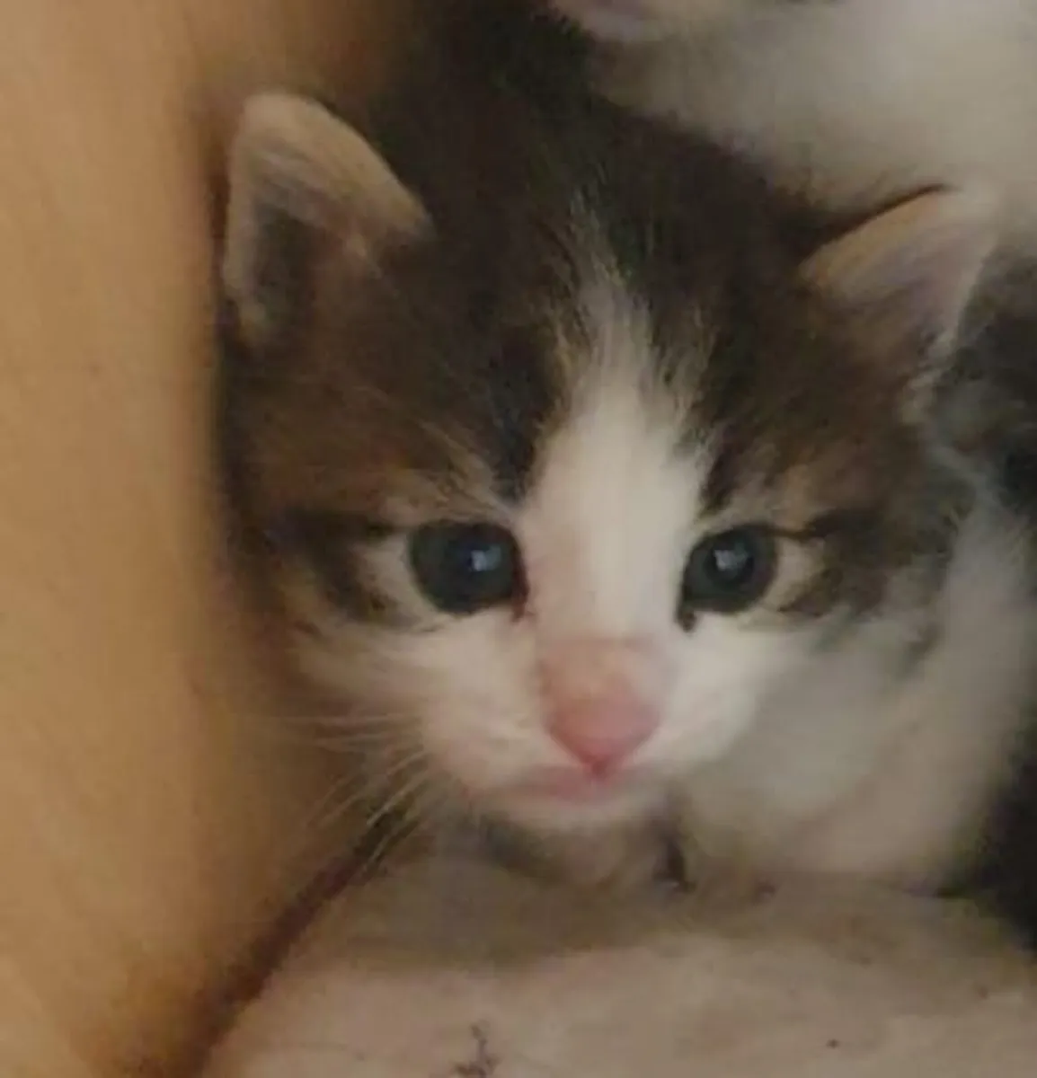Beautiful Kittens - Image 2