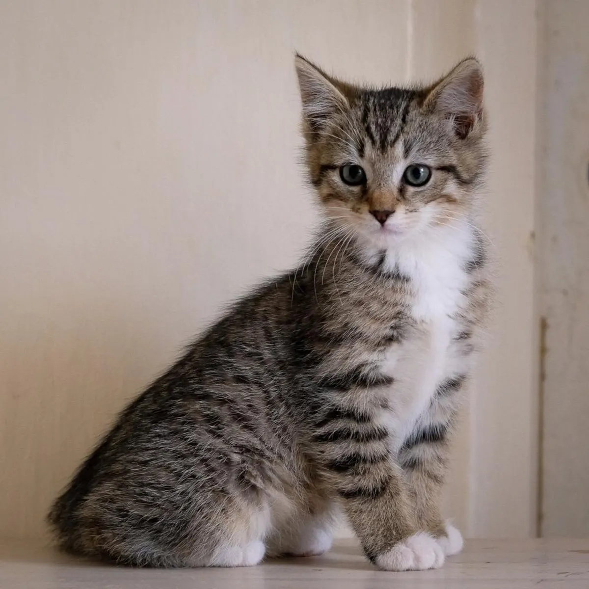 Beautiful Kittens - Image 3