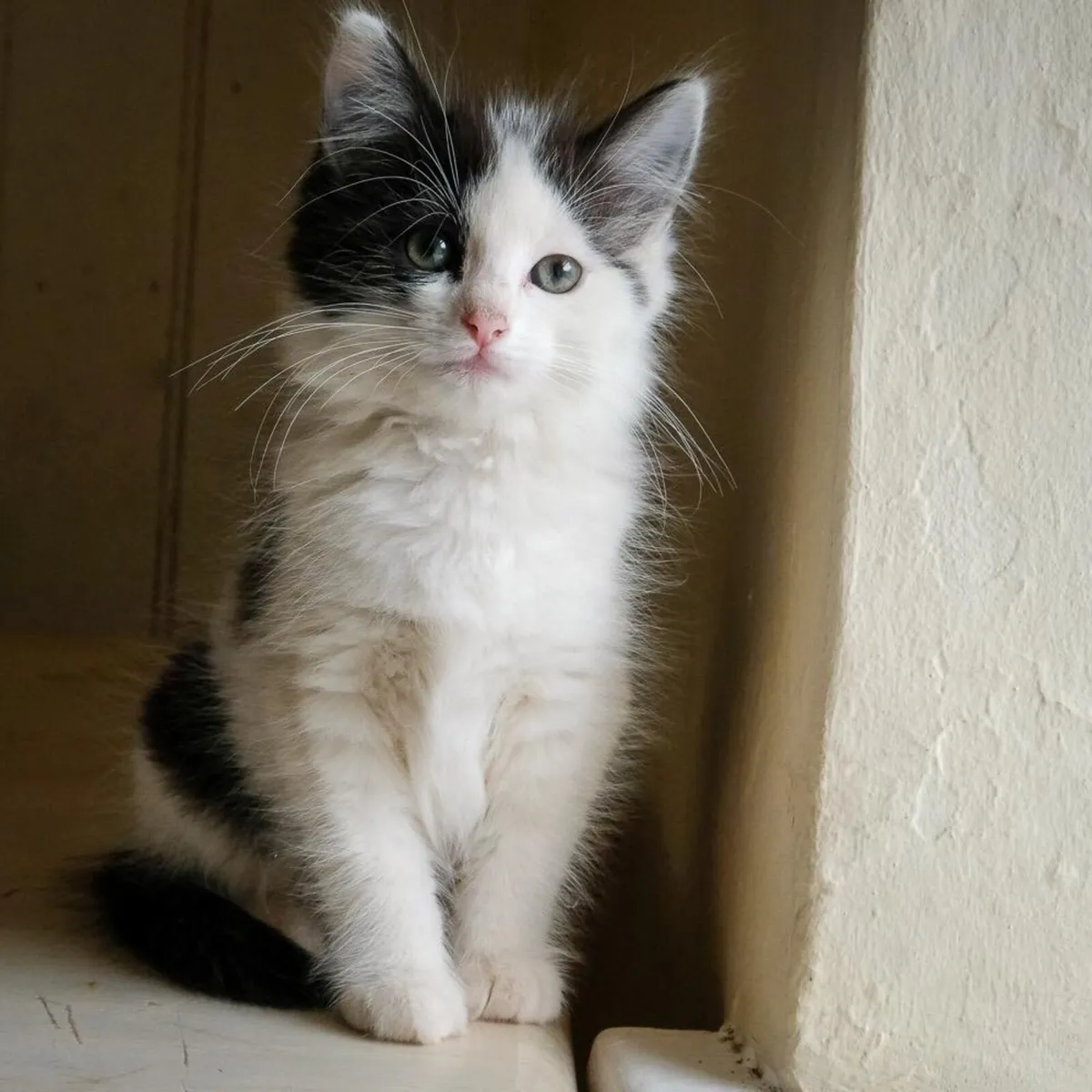 Beautiful Kittens - Image 4