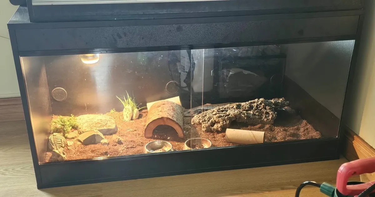 Blue toungue skink + set up - Image 2