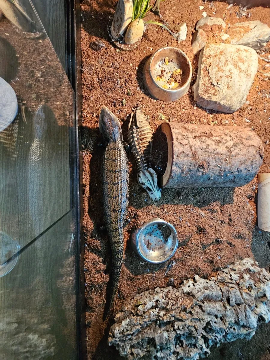 Blue toungue skink + set up - Image 3
