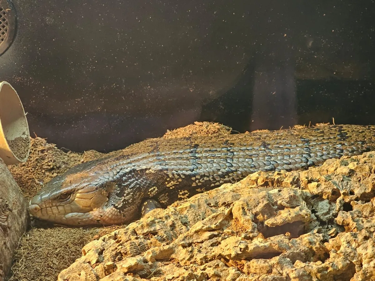 Blue toungue skink + set up - Image 4