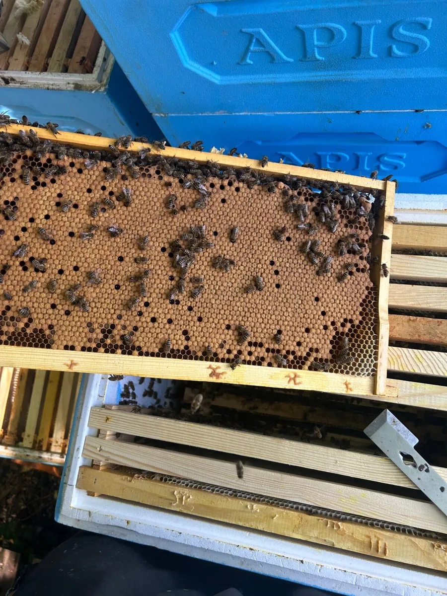 2027, NUCS OF BEES, FULL BEE HIVES - Image 3