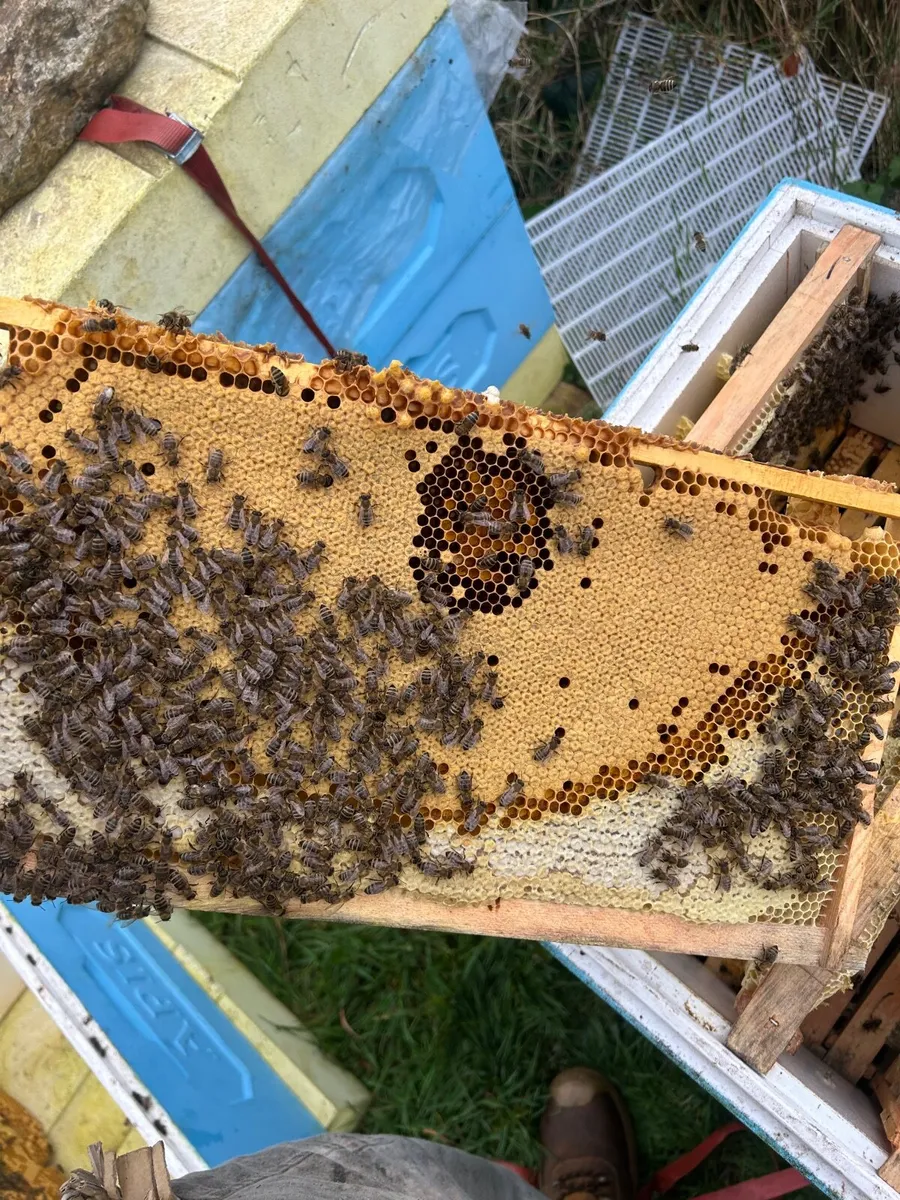 2027, NUCS OF BEES, FULL BEE HIVES - Image 4
