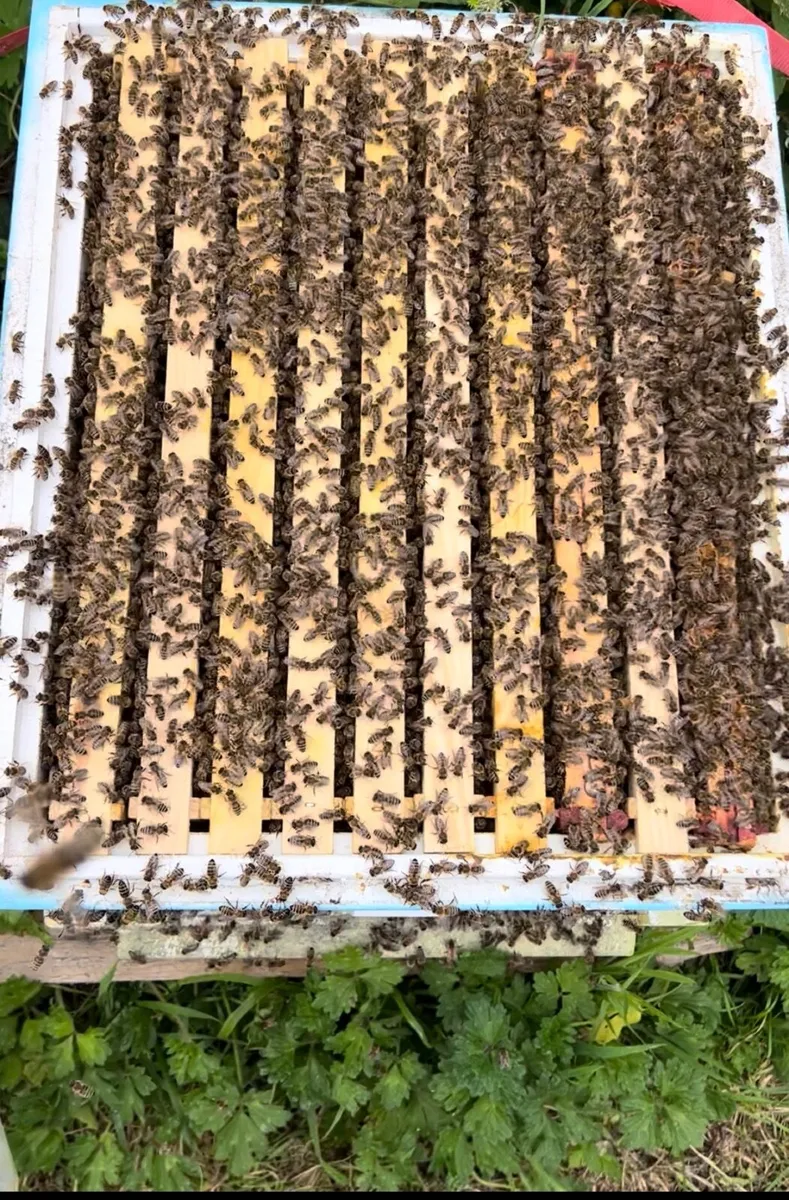 2027, NUCS OF BEES, FULL BEE HIVES - Image 1