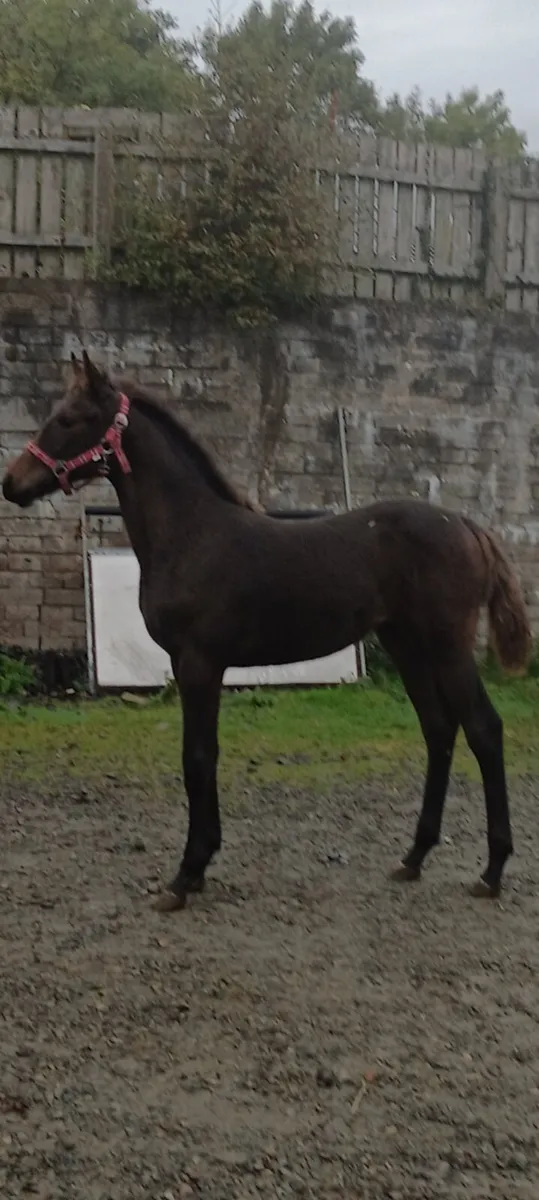 Fillyfoal castlelawn emerald x darco - Image 1