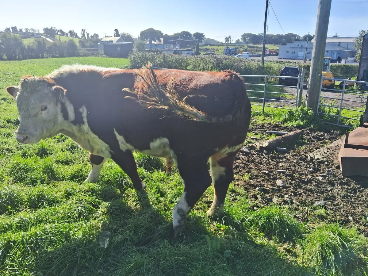 Hereford Bull - Image 3