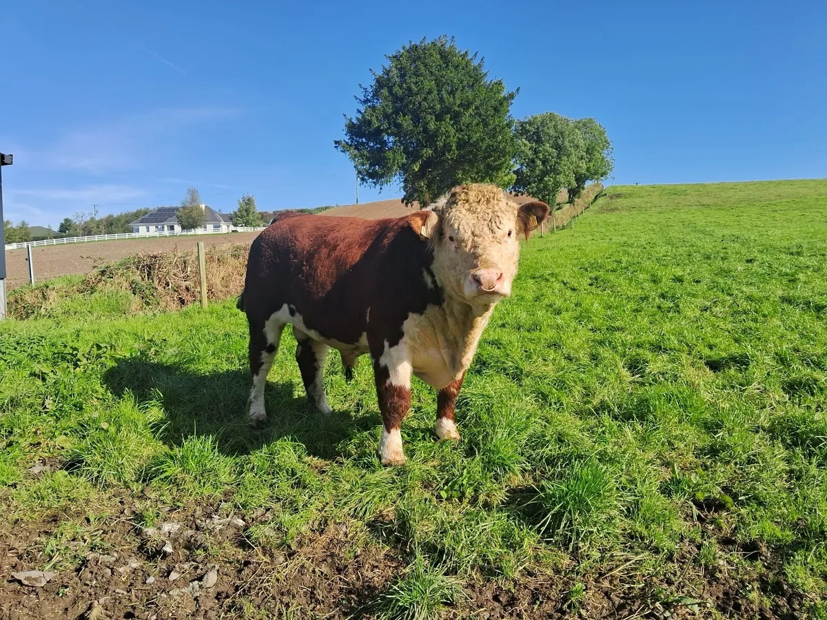 Hereford Bull - Image 1