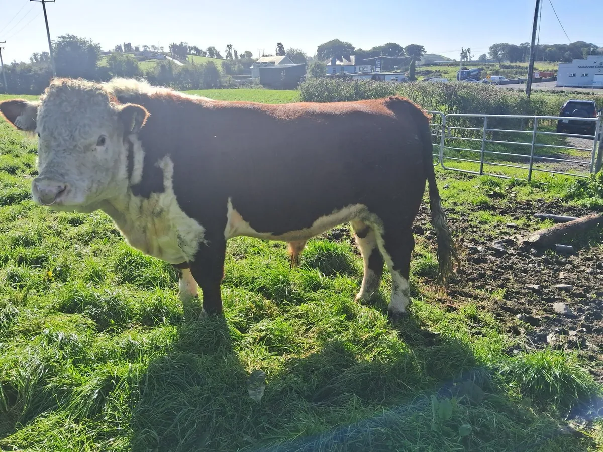 Hereford Bull - Image 4