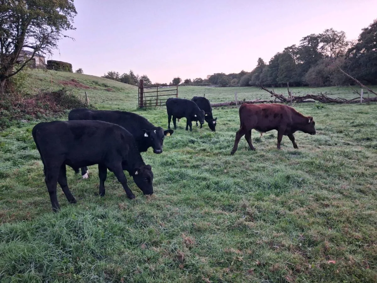 6 Angus and Rotbunt bull weanlings - Image 1