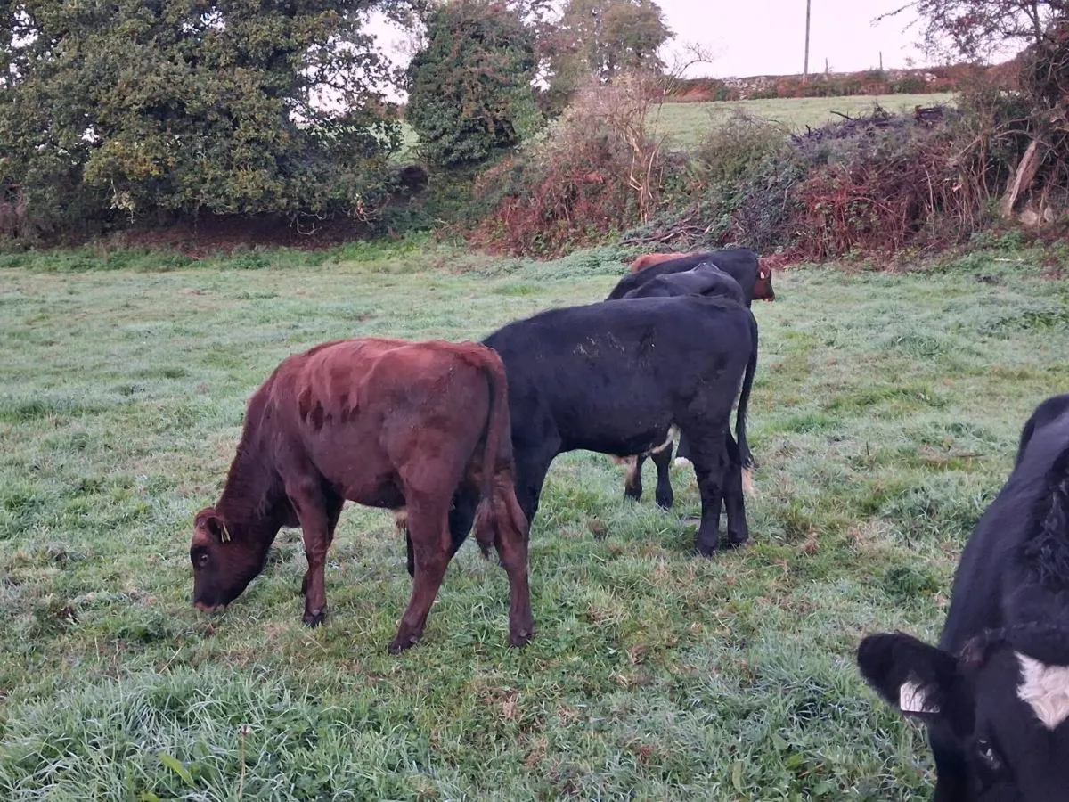 6 Angus and Rotbunt bull weanlings - Image 3