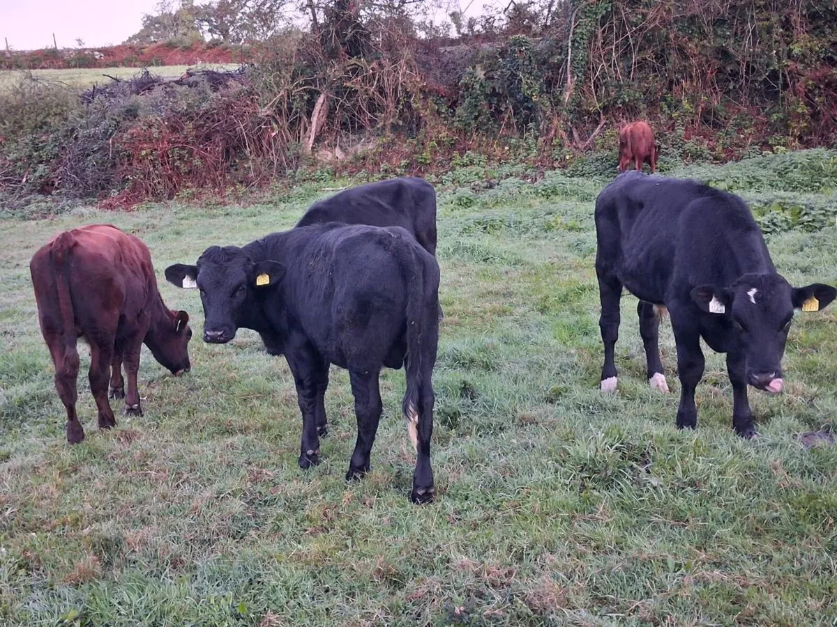 6 Angus and Rotbunt bull weanlings - Image 2