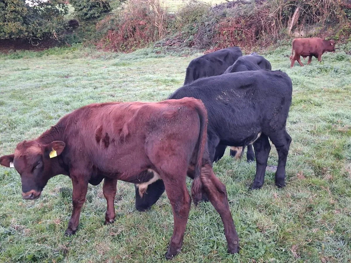6 Angus and Rotbunt bull weanlings - Image 4