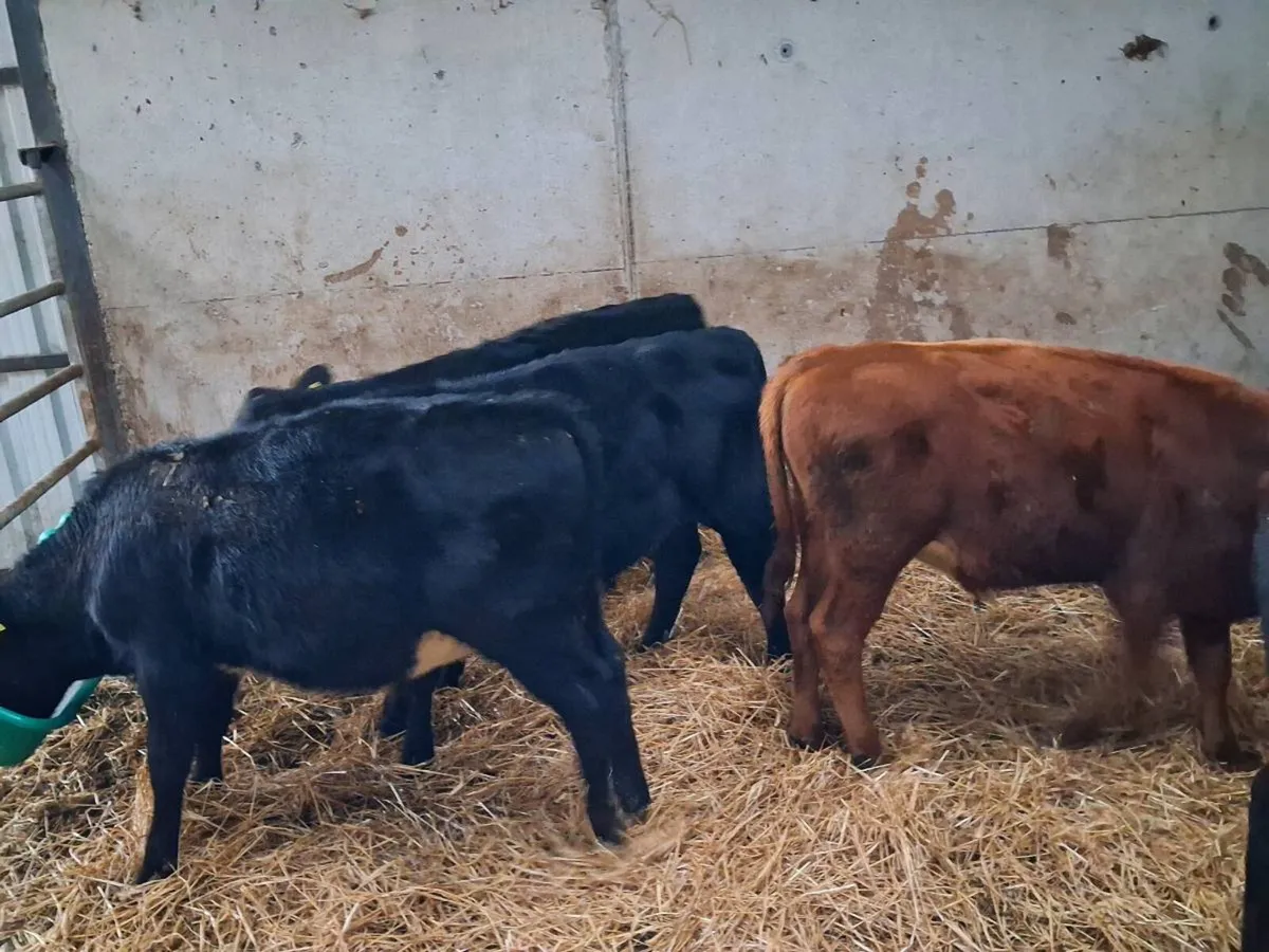 5 Aubrac and Aberdeen Angus bull weanlings - Image 2