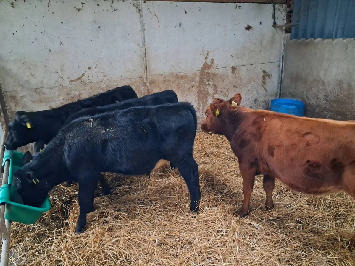 5 Aubrac and Aberdeen Angus bull weanlings - Image 3