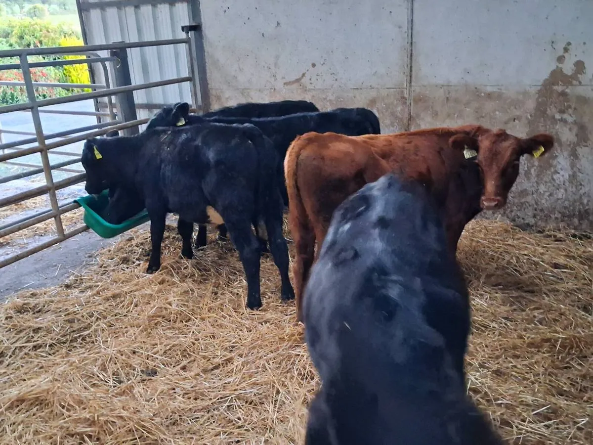 5 Aubrac and Aberdeen Angus bull weanlings - Image 4