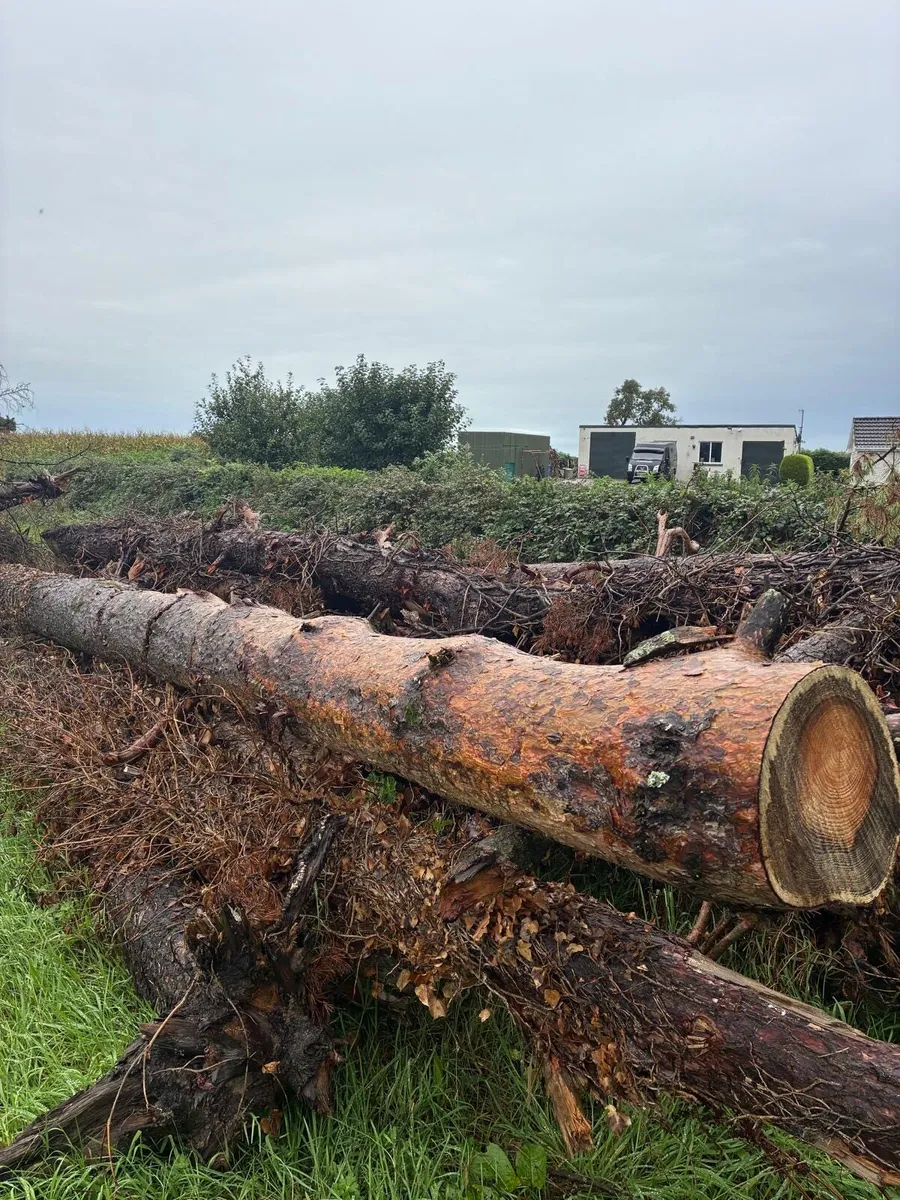 Timber - Image 2