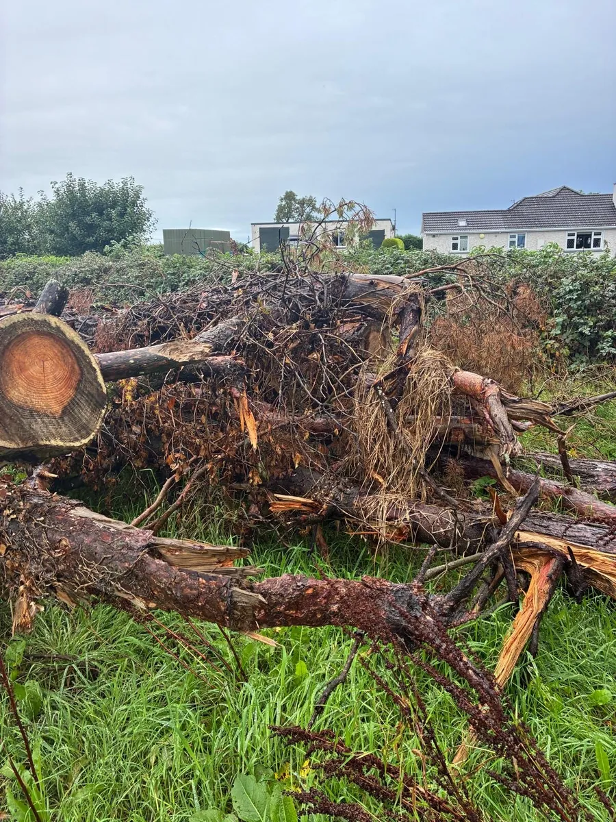 Timber - Image 3