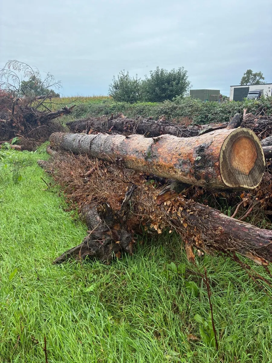 Timber - Image 4