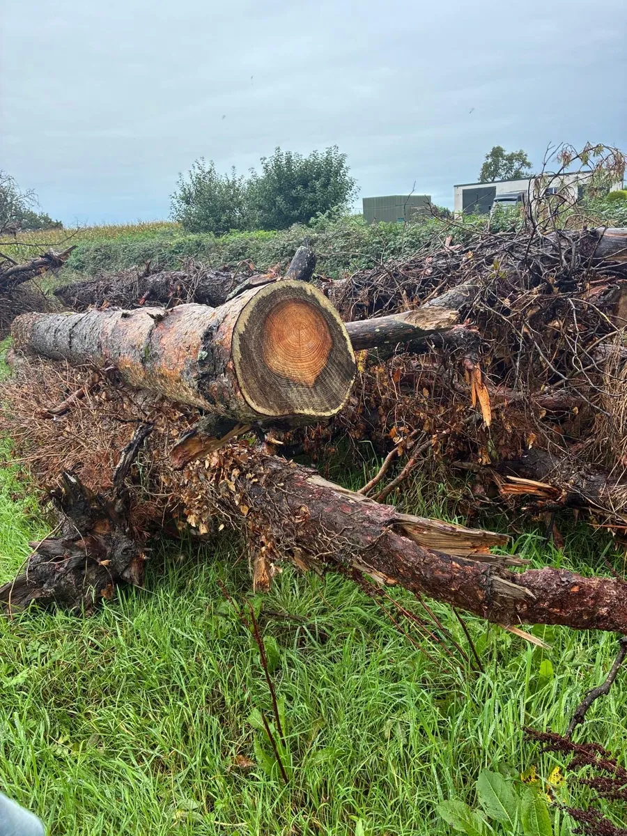 Timber - Image 1