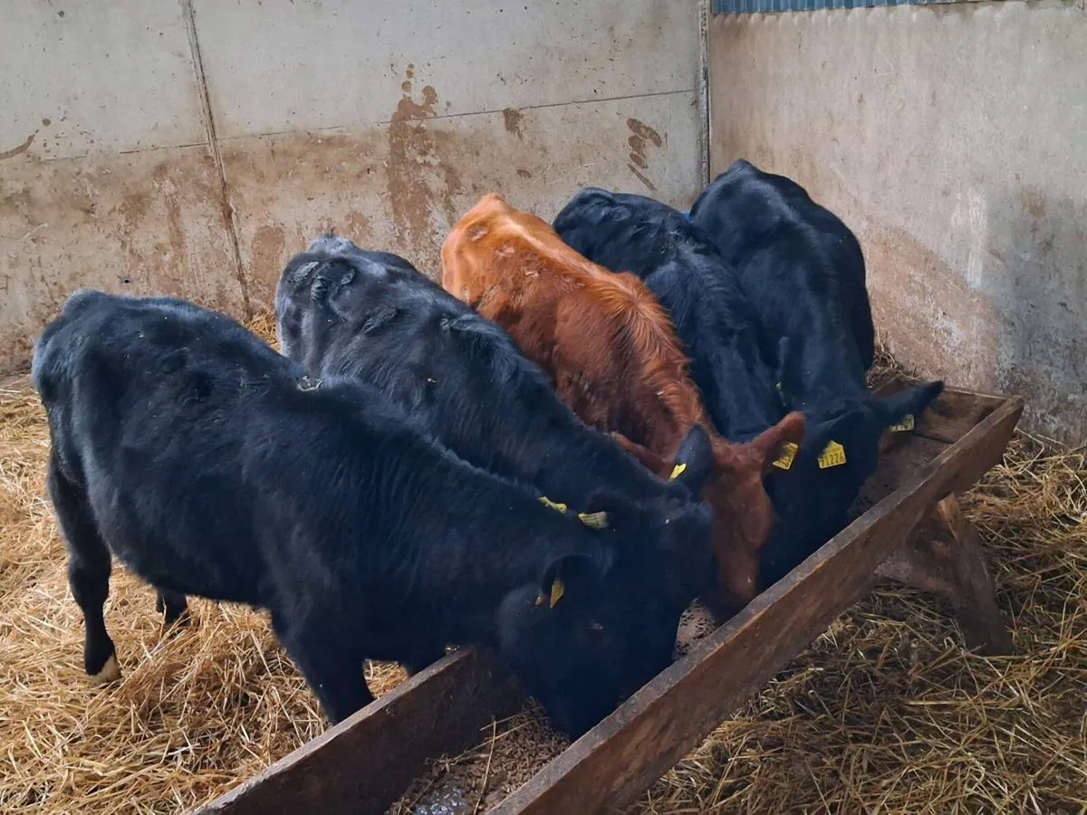 5 Aubrac and Aberdeen Angus bull weanlings - Image 1