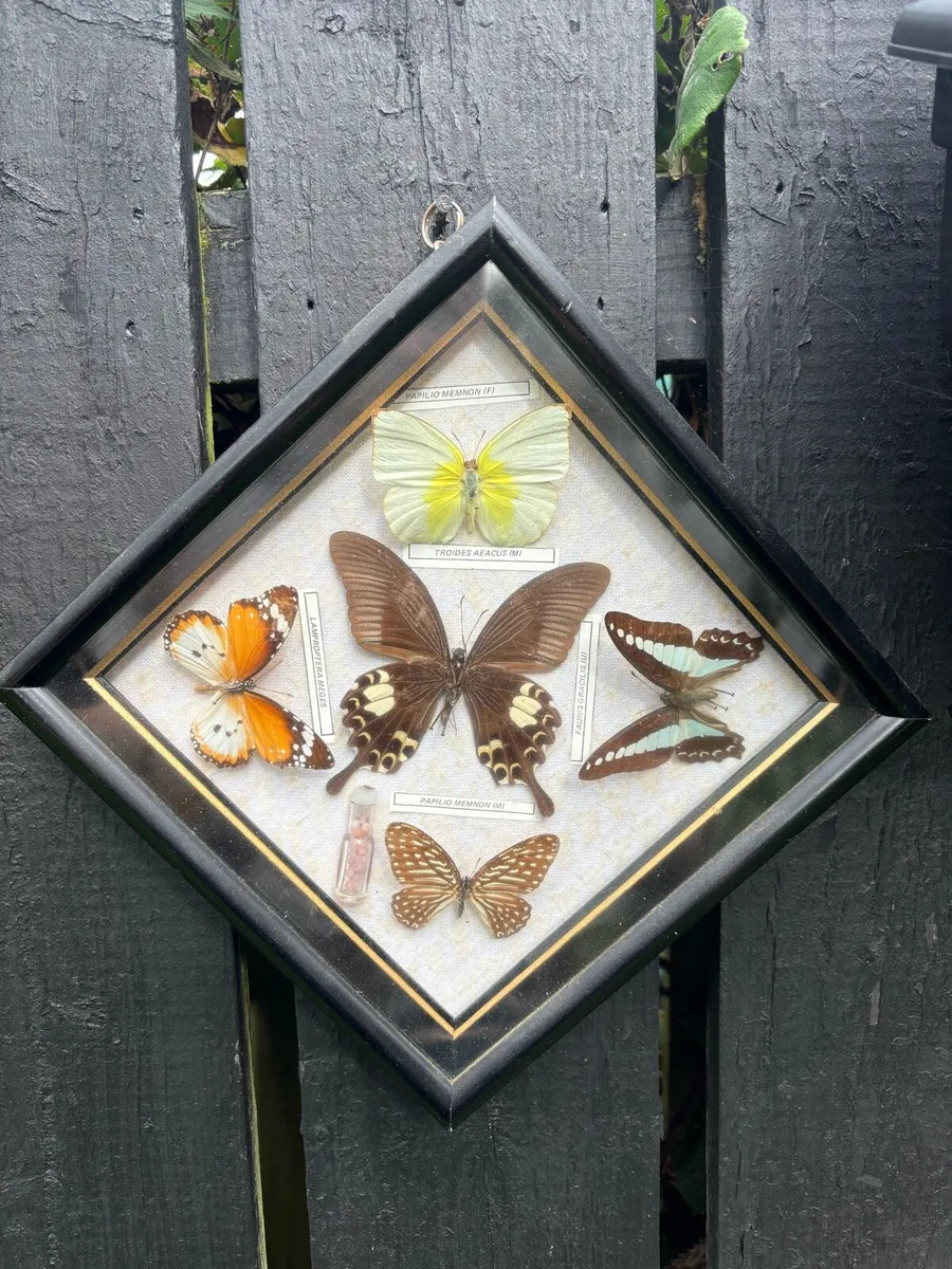Framed butterfly taxidermy collection. - Image 1