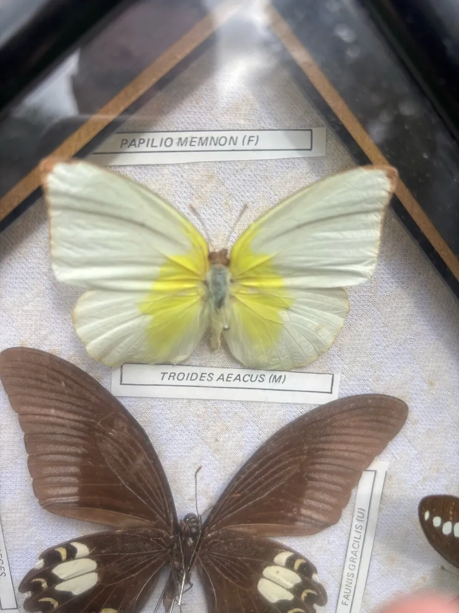 Framed butterfly taxidermy collection. - Image 2