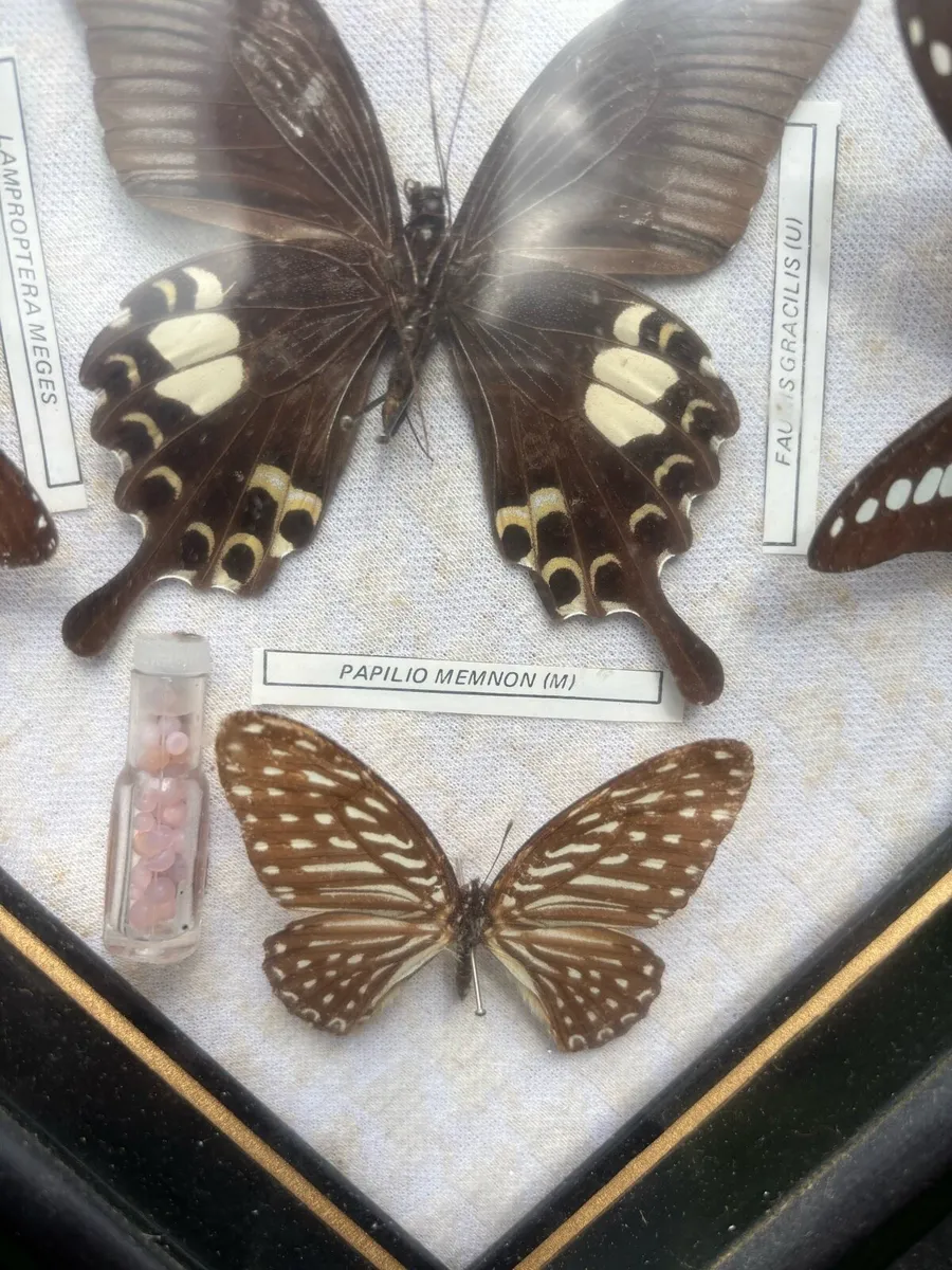Framed butterfly taxidermy collection. - Image 3