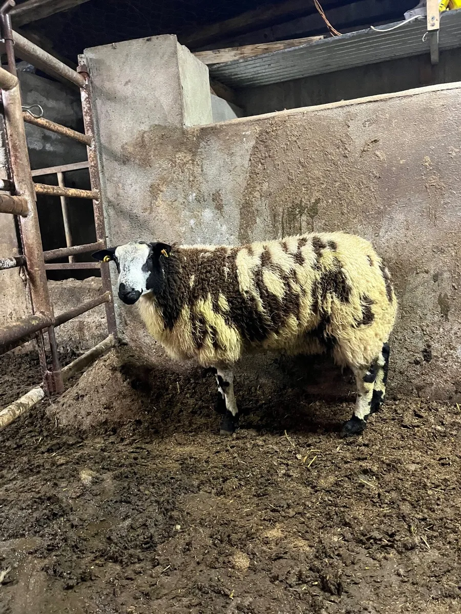 🔹super pbnr Dutch spotted ram lamb🔹 - Image 3