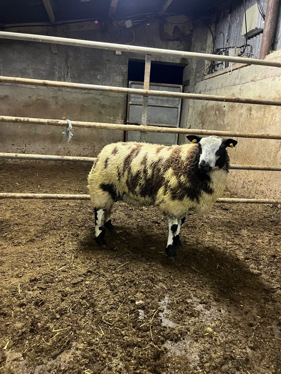 🔹super pbnr Dutch spotted ram lamb🔹 - Image 4