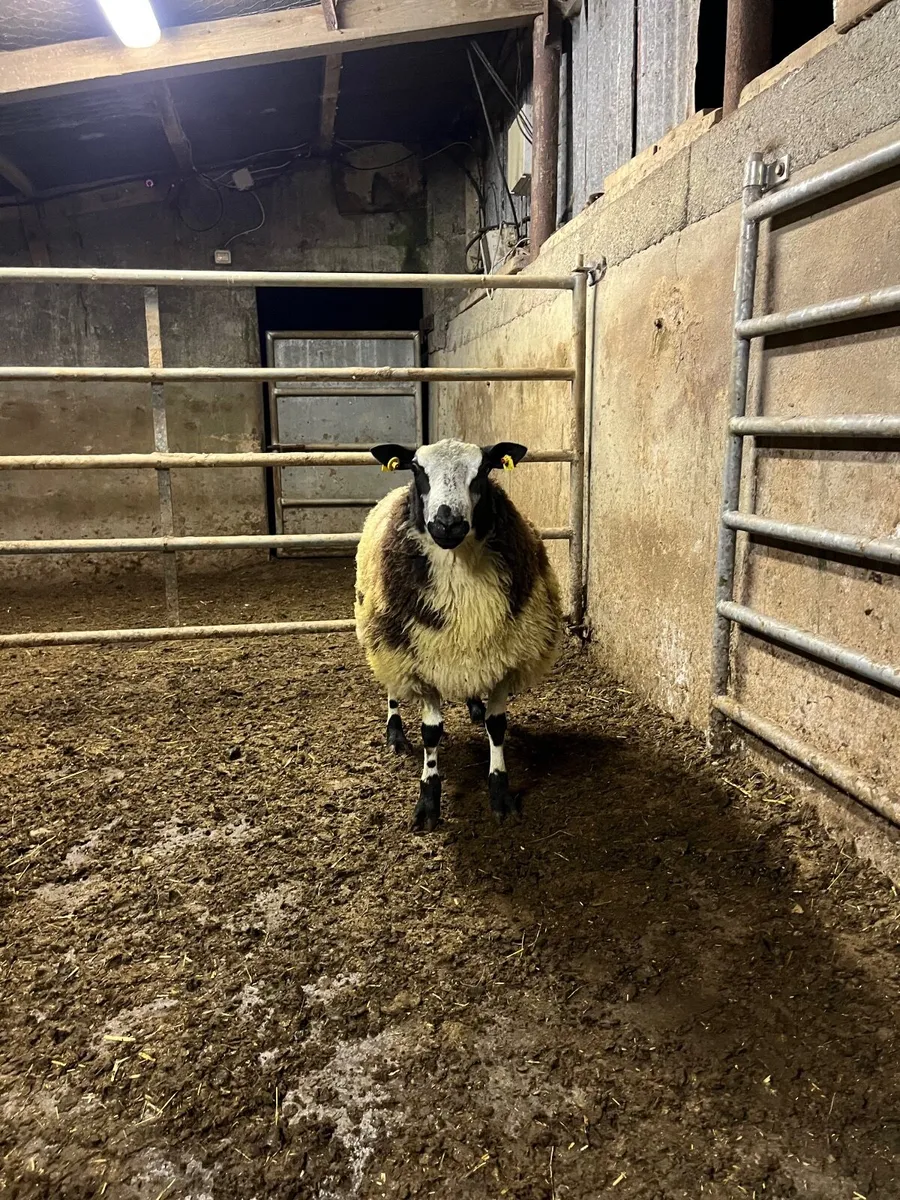 🔹super pbnr Dutch spotted ram lamb🔹 - Image 2