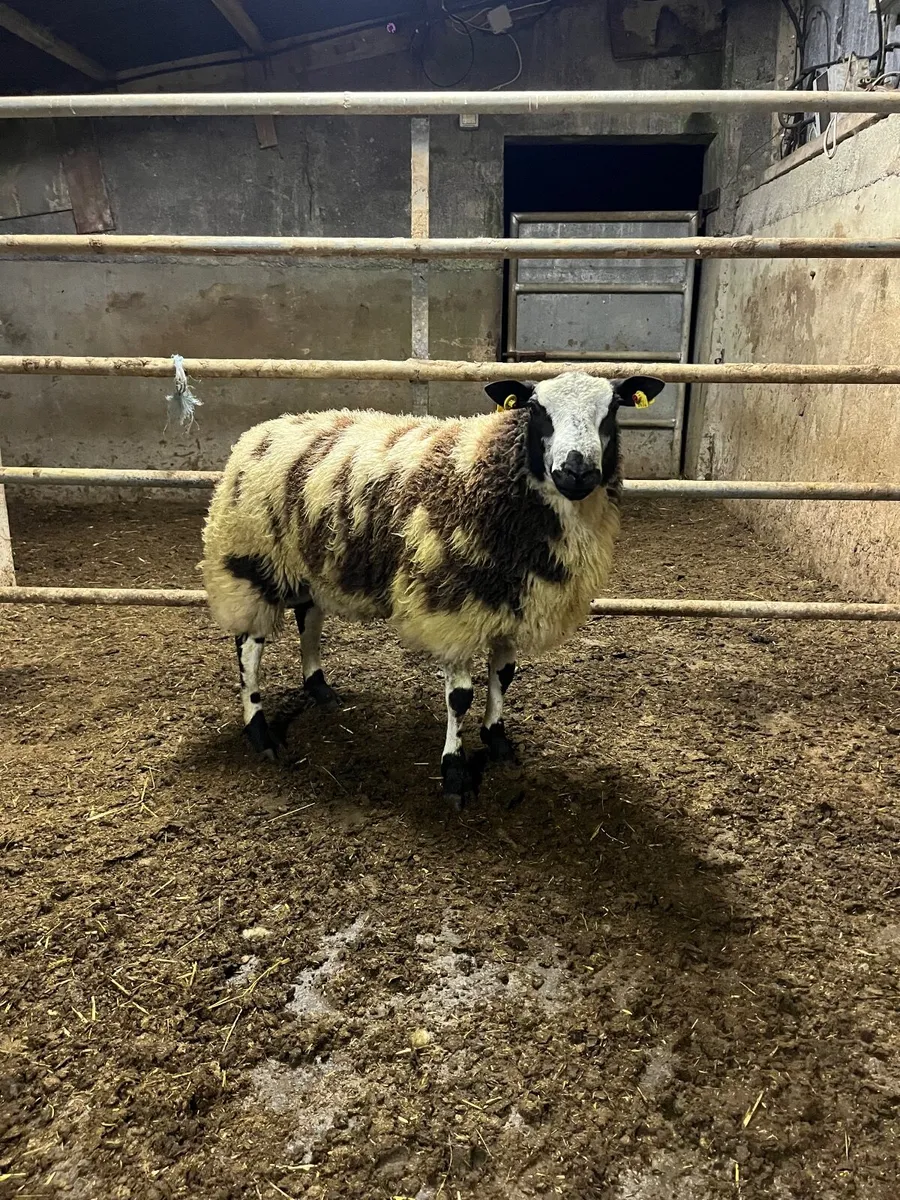 🔹super pbnr Dutch spotted ram lamb🔹 - Image 1