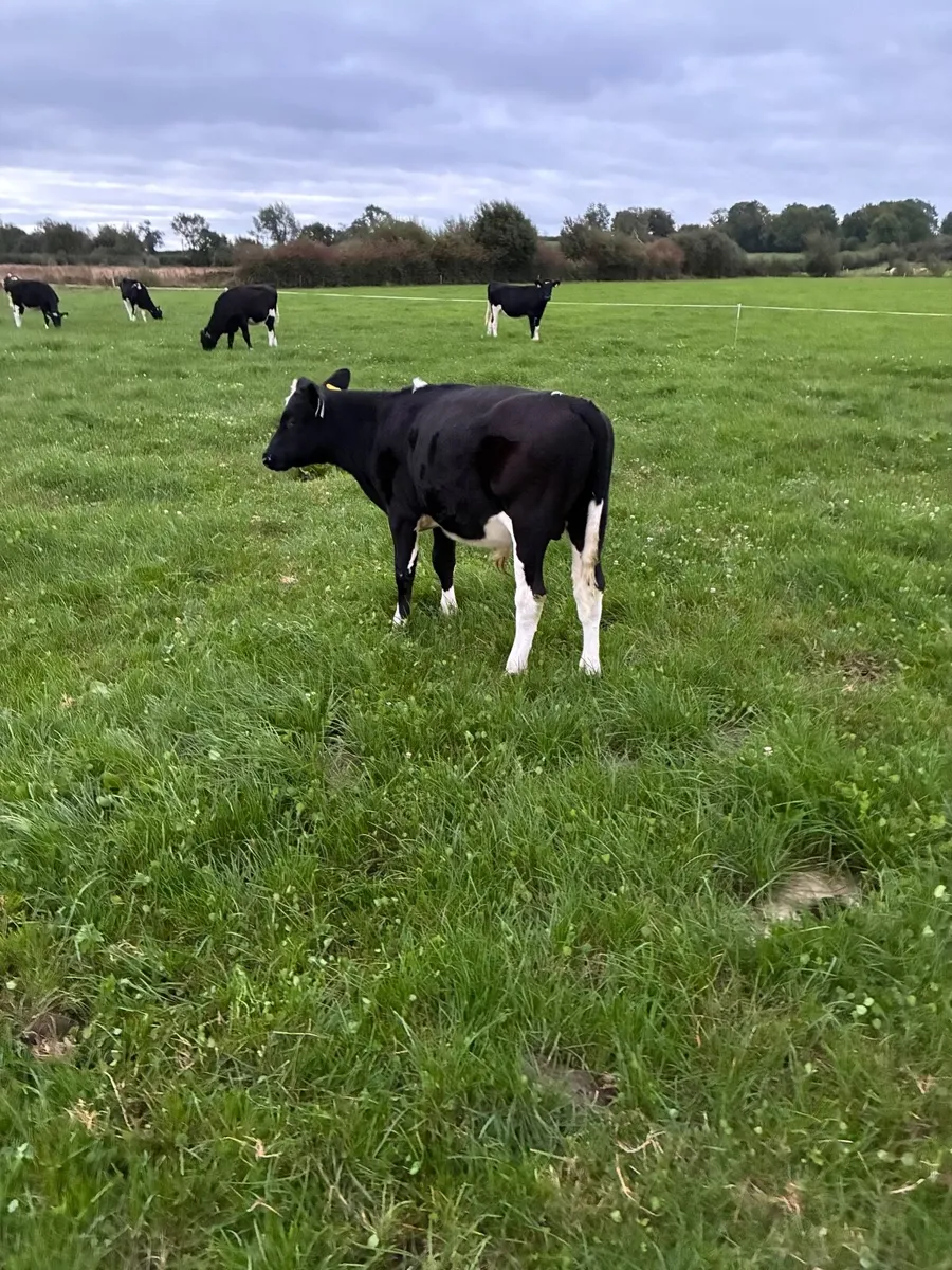 1freisan bull weanling - Image 1