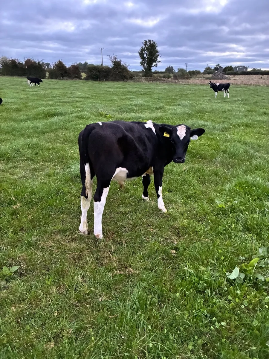 1freisan bull weanling - Image 2