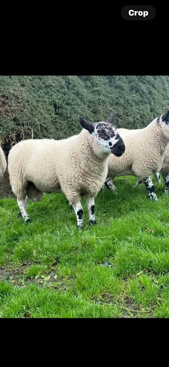 Rams - Image 2