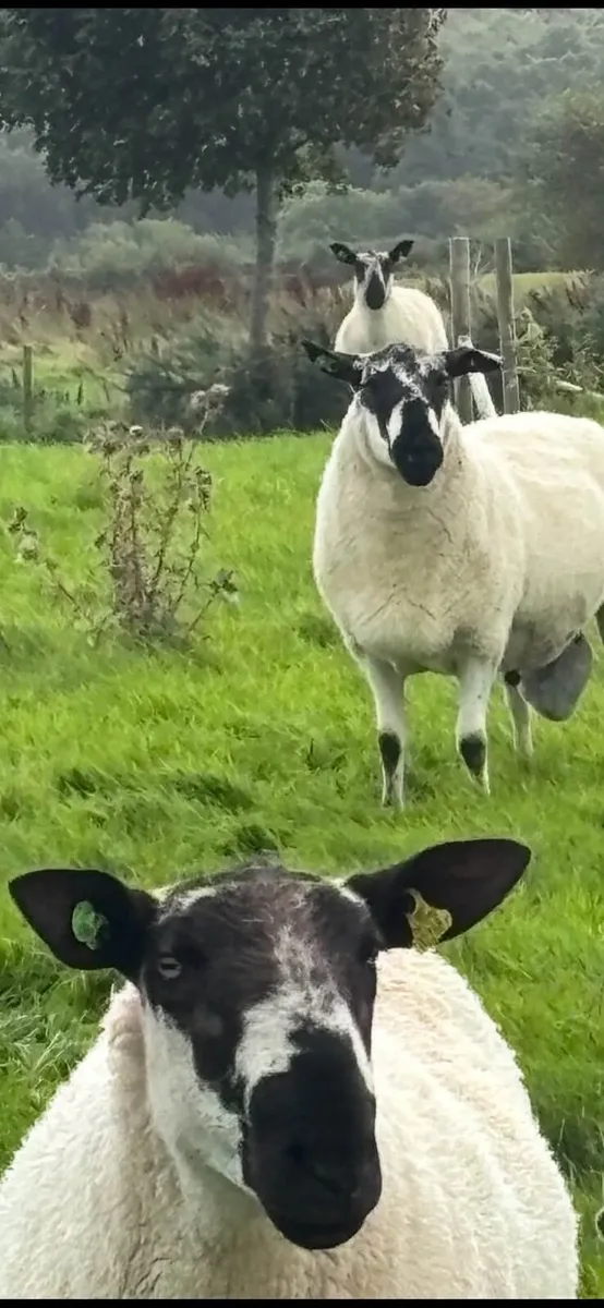 Rams - Image 3