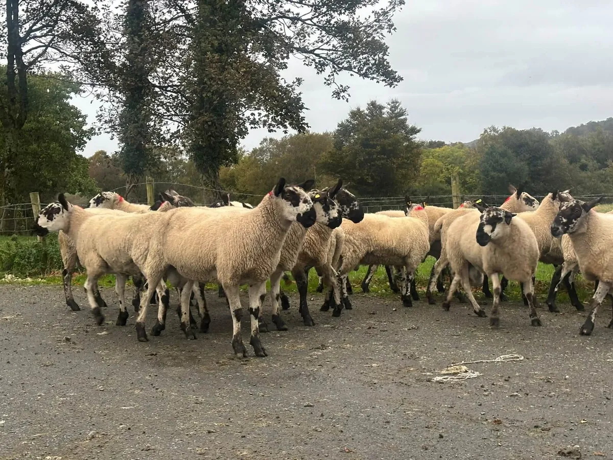 Rams - Image 4
