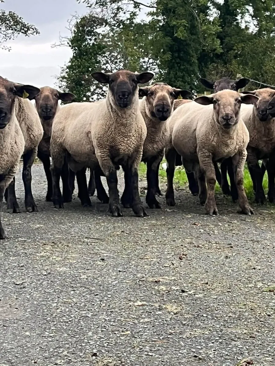 Rams - Image 1