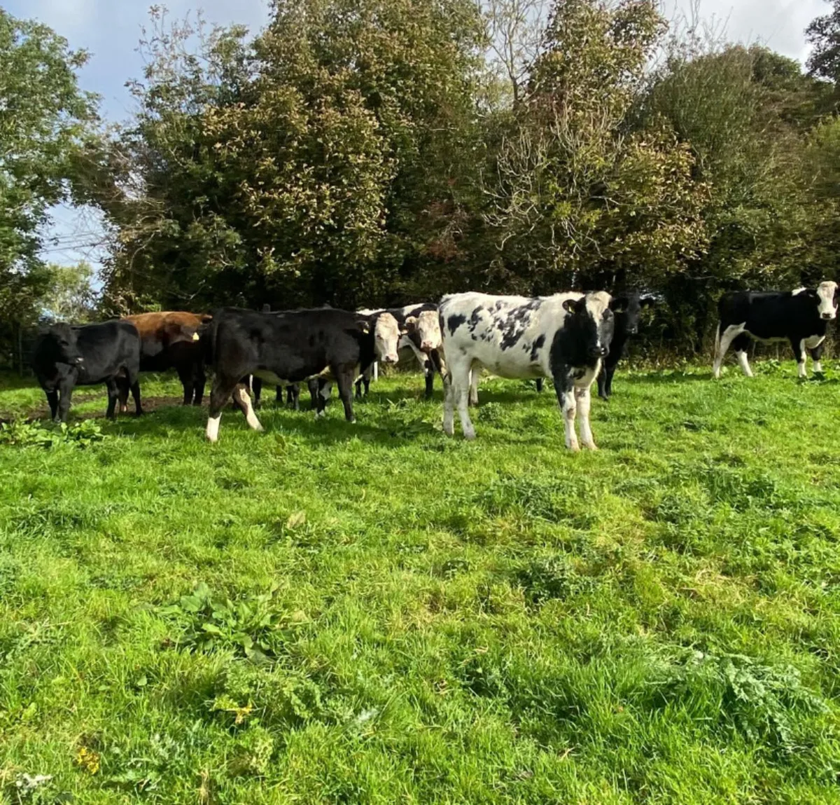 Ten good quality 400kg Store Heifers - Image 1