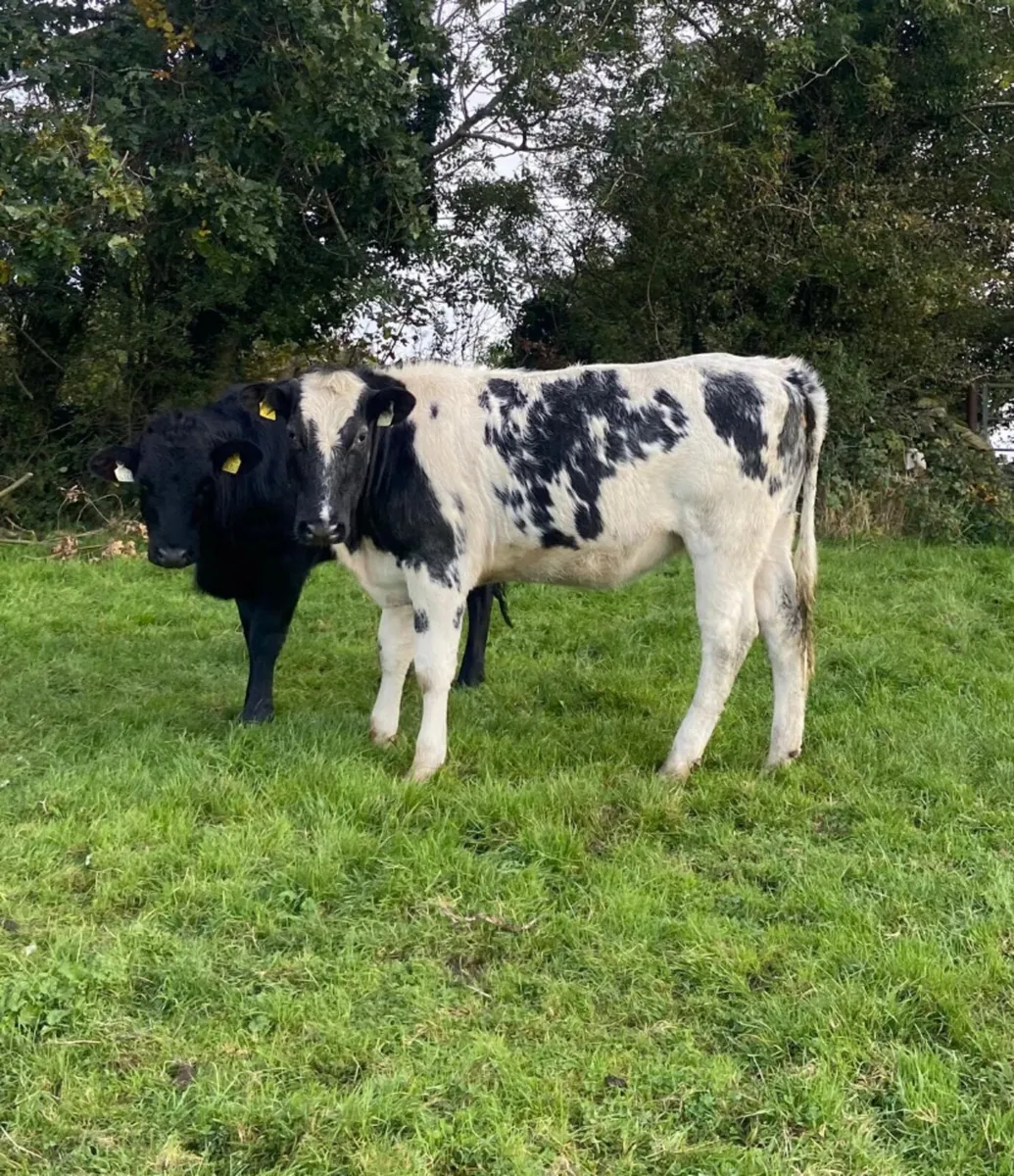 Ten good quality 400kg Store Heifers - Image 4