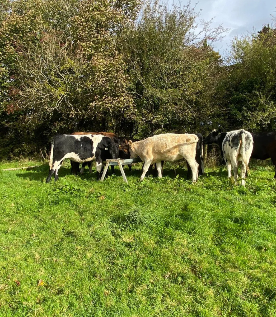 Ten good quality 400kg Store Heifers - Image 3