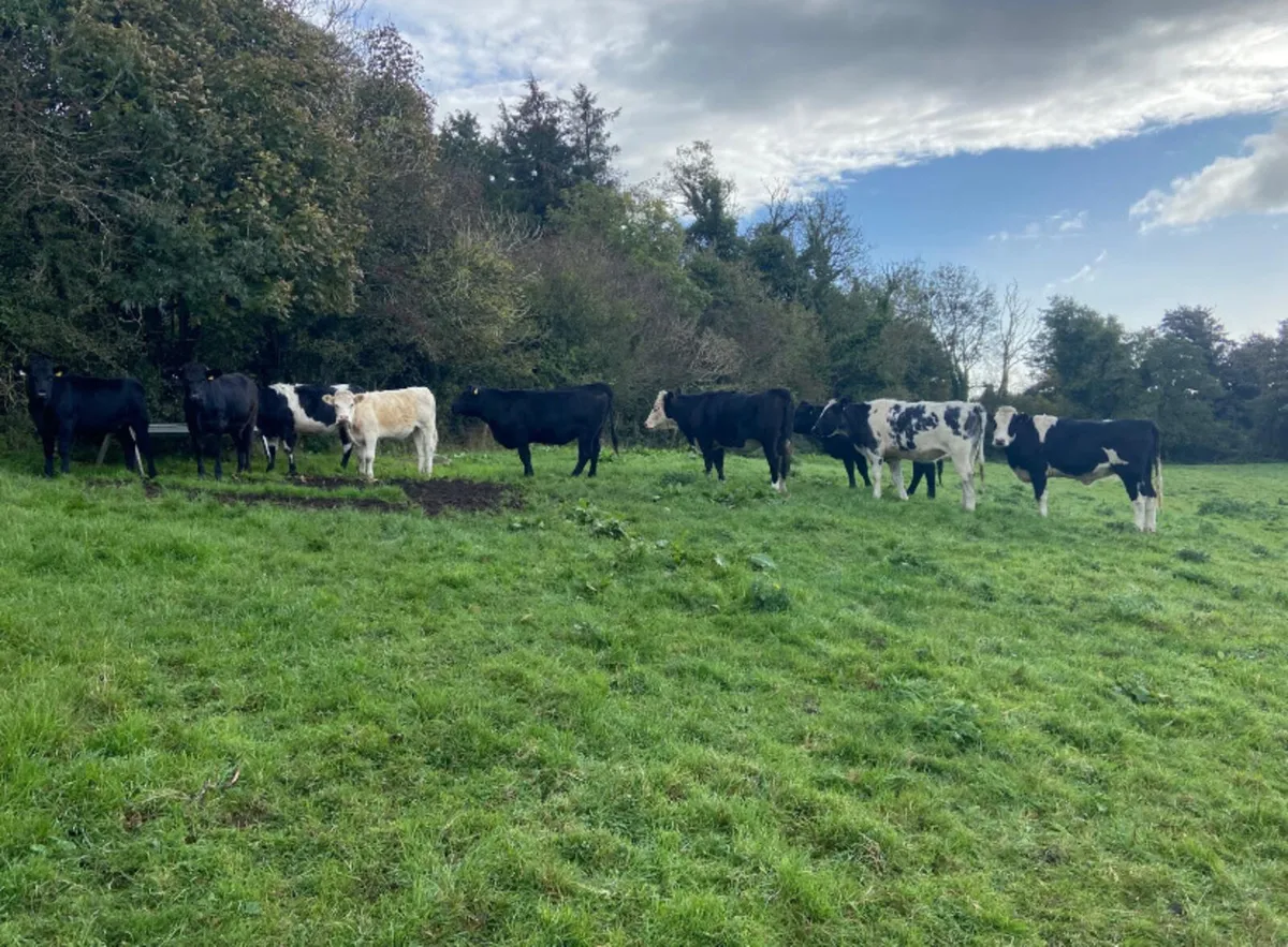 Ten good quality 400kg Store Heifers - Image 2